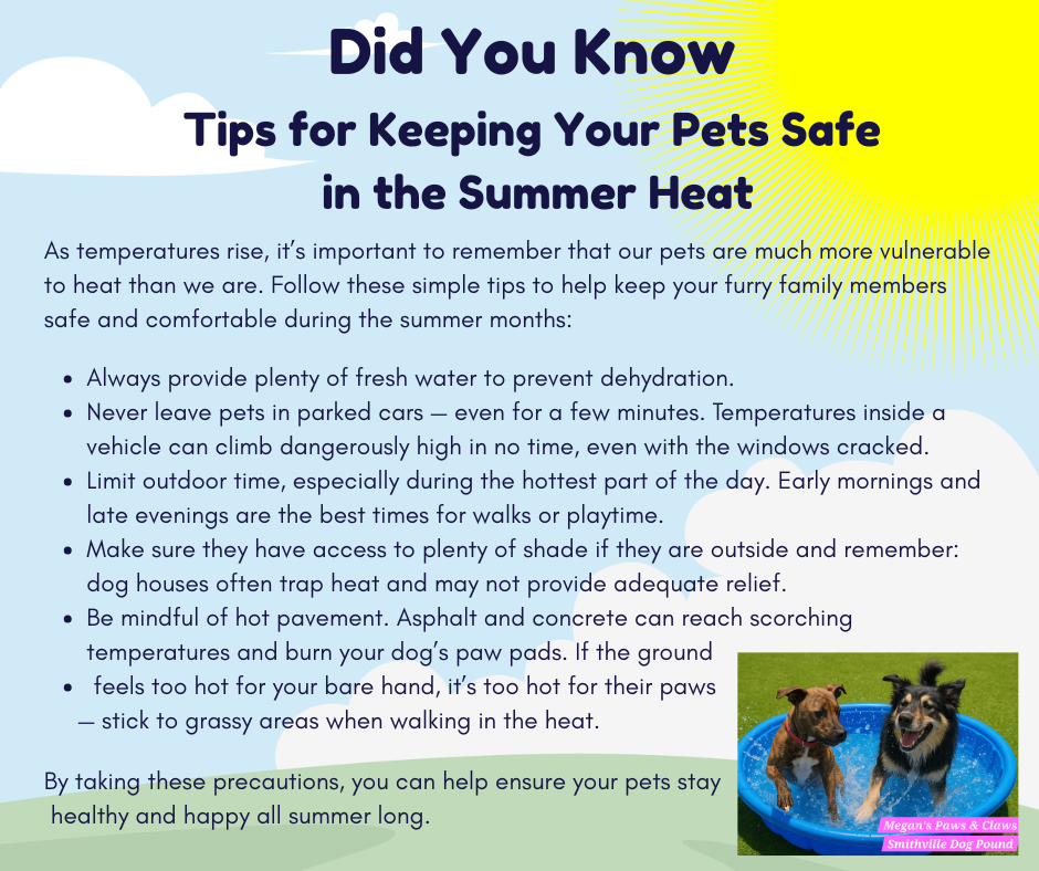 Keep Your Pets Safe in the Summer Heat
